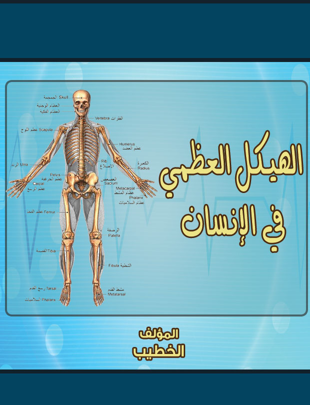 الهيكل العظمي في الإنسان