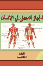 الجهاز العضلي في الإنسان