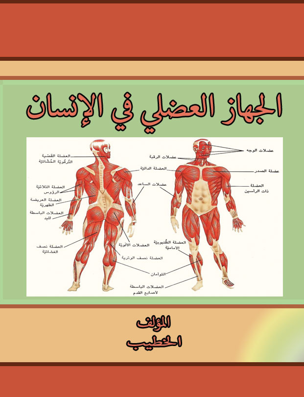 الجهاز العضلي في الإنسان